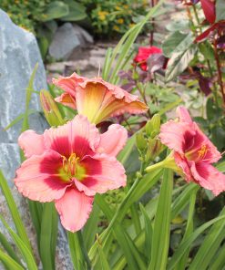 Daylily, Strawberry Candy