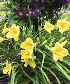 Daylily, Happy Returns