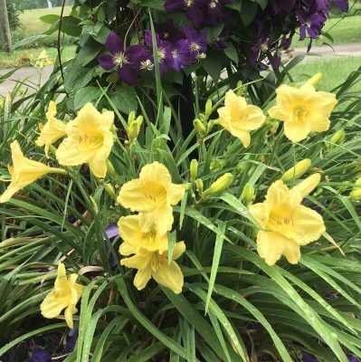 Daylily, Happy Returns