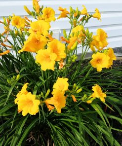 Daylily, Stella D'Oro