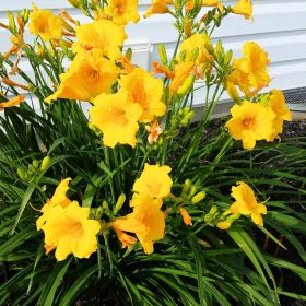 Daylily, Stella D'Oro