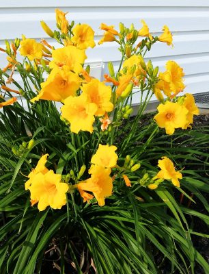 Daylily, Stella D'Oro