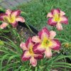 Daylily, Stormy Skye