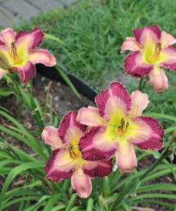 Daylily, Stormy Skye