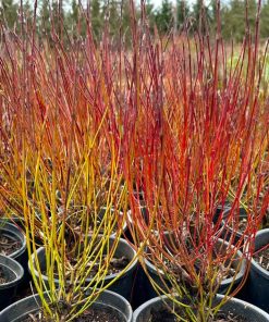 Dogwood, Kelsey's Dwarf Red