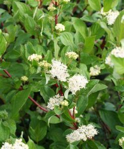 Dogwood, Red Twig, Bailey