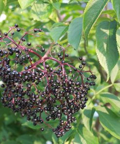 Elderberry, Adam's Black