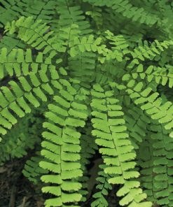 Fern, Northern Maidenhair