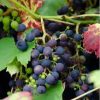 Grape, Beta