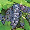 Grape, Concord Seedless