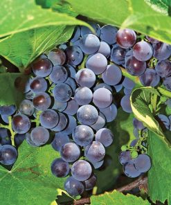 Grape, Concord Seedless