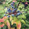 Oregon Grape