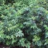 Compact Oregon Grape