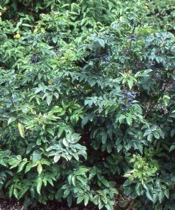 Compact Oregon Grape