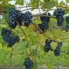 Grape, Valiant
