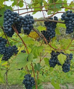Grape, Valiant