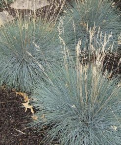 Grass, Blue Fescue, Beyond Blue