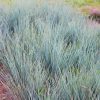 Grass, Blue Oat Grass