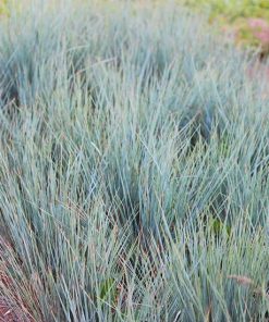 Grass, Blue Oat Grass