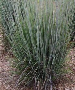 Grass, Little Bluestem, Shining Star