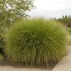 Grass, Maiden Grass