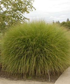 Grass, Maiden Grass