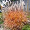 Grass, Maiden, Red-Leafed (Flame)