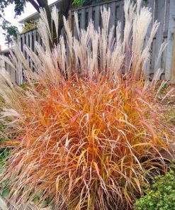 Grass, Maiden, Red-Leafed (Flame)