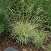 Grass, Moor, Variegated