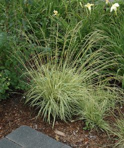 Grass, Moor, Variegated