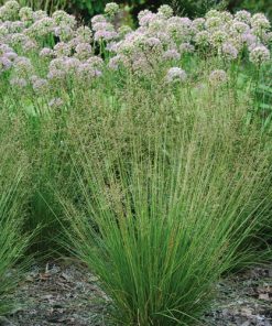 Grass, Prairie Dropseed