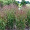Grass, Switch, Shenandoah