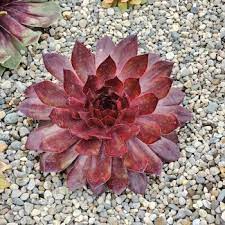 Hens & Chicks, Giant Copper Canyon