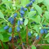 Honeyberry, Cinderella