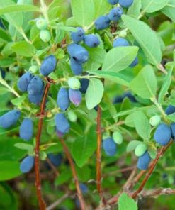 Honeyberry, Cinderella