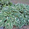 Hosta, Patriot