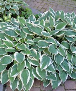 Hosta, Patriot
