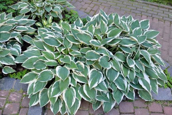 Hosta, Patriot