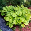 Hosta, Sum & Substance