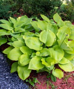 Hosta, Sum & Substance