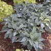 Hosta, Waterslide