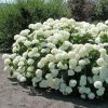Hydrangea, Annabelle