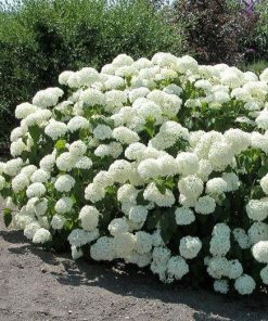 Hydrangea, Annabelle