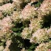 Hydrangea, Candy Apple