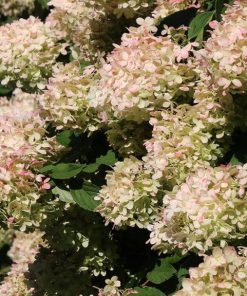 Hydrangea, Candy Apple