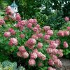 Hydrangea, Fire Light