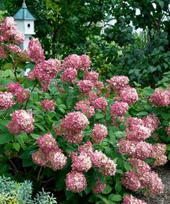 Hydrangea, Fire Light