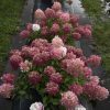 Hydrangea, Fire Light Tidbit