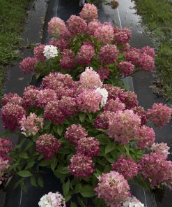 Hydrangea, Fire Light Tidbit