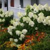 Hydrangea, Limelight